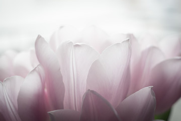 Fototapeta premium beautiful flowers in gentle tones. macro.