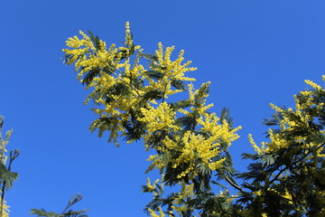 Flores de acacia en flor