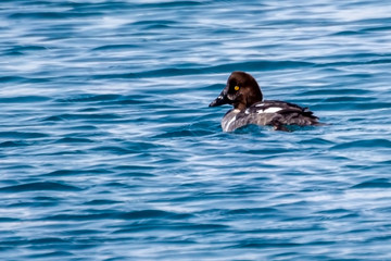 Small Female Golden Eye