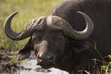 Buffalo herd - Dagga boy