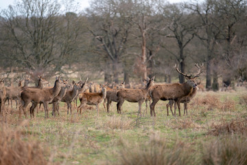herd of fallow deer