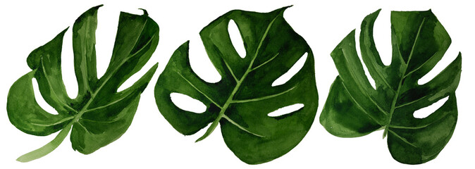 Watercolor tropical monstera leaf set