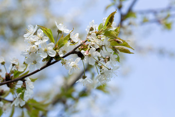 Cherry blossoms in spring