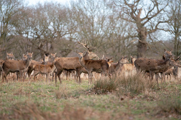 herd of deer in forest