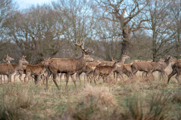 herd of fallow deer in the forest