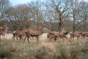 herd of deer in the forest