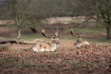 fallow deer in the forest