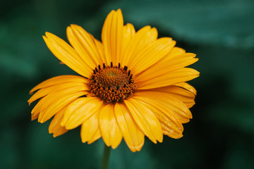 Colorful juicy yellow flower with orange center and vivid pleasant pure petals. Flowering jerusalem artichoke in macro. Blossoming helianthus tuberosus close-up. Beautiful flower of topinambur.