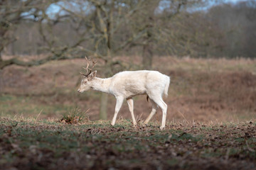 deer-albino in the forest 