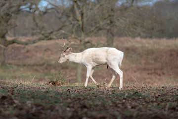 deer-albino in the forest 