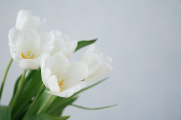 Obraz na płótnie Canvas white tulips on a light background