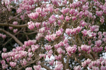 Fototapeta premium pink flowers of magnolia in the garden