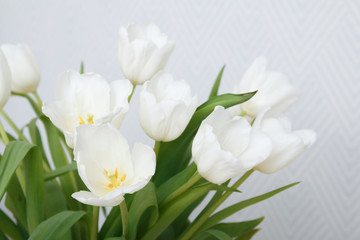 white tulips on a light background