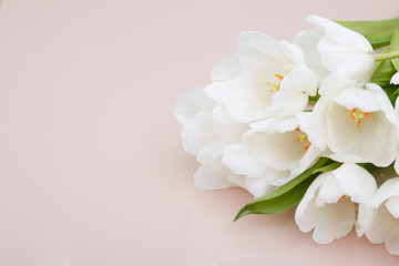 White tulips on pale pink background .