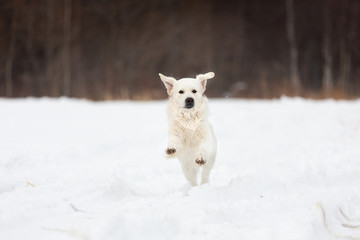 Happy golden retriever dog running fast in the field in winter