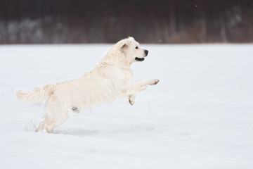 Happy golden retriever dog running fast in the field in winter