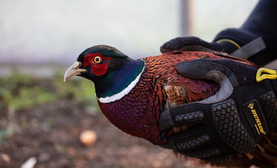 Pheasant held by an animal carer