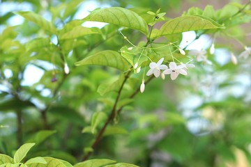 Fototapeta na wymiar Green leaf and white flower background