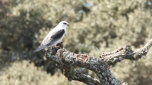 Black-shouldered kite. Elanus caeruleus