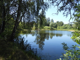 Pond in summer day.