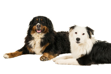 Berner Sennen Mountain Australian Shepherd dog lying isolated white background