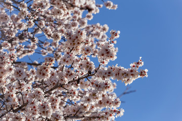 almond flowers blue  sky spring  season buds bees