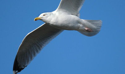 Herring gull in flight.