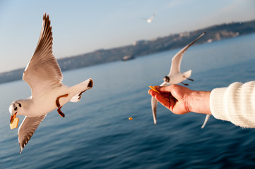 Seagull grabbing a piece of food directly from a man's hand