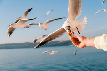 Seagull grabbing a piece of food directly from a man's hand