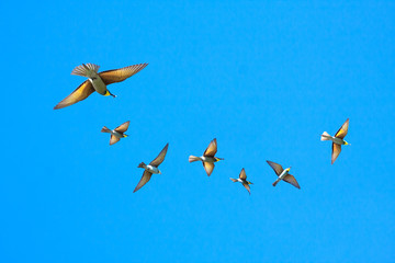 flock of birds, flight of birds in blue sky, bottom view, closeup
