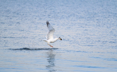white bird flies over the water, the seagull keeps the loot in the key, close up
