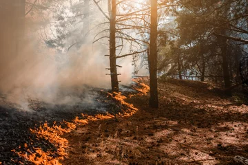 Foto op Plexiglas Forest Fire, Wildfire burning tree in red and orange color. © yelantsevv