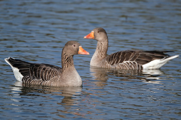 Naklejka na ściany i meble Greylag Goose pair on fresh water lake.