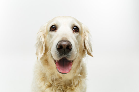 Beautiful Adult Golden Retriver Dog On White Background