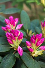 Fototapeta premium pink rhododendron in garden