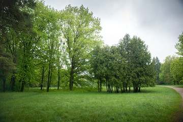 Fototapeta na wymiar Spring trees in the park