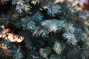 Pine tree branches. Fir-needle. Background photo. Closeup