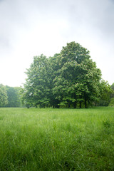 Obraz premium Flowering chestnuts on the lawn