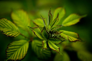 Green rapsberry leaves