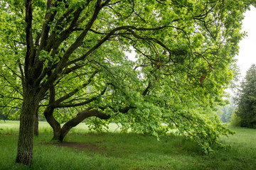 Fototapeta na wymiar oak in the park