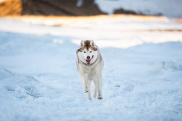 Happy and crazy Siberian husky dog is running on the snow on the frozen Okhotsk Sea in winter.