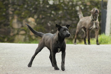 El cachorro juguet&oacute;n