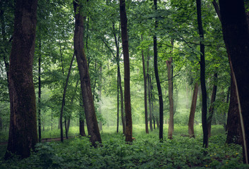 misty forest with tall trees
