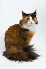 Obraz premium Multi-colored young cat on a white background, studio lighting