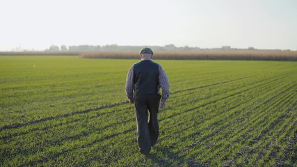 Senior farmer walks on spring wheat field in sunny day