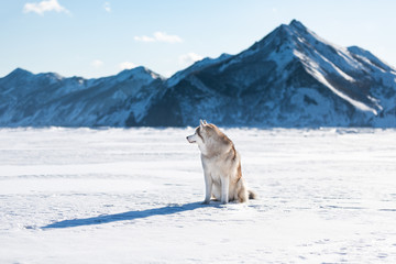 Beautiful Siberian husky dog sitting on ice floe on the frozen Okhotsk sea and snow capped peak's background