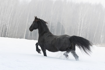 Black friesian horse running on the snow-covered field in the winter. Back side view.
