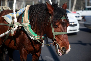 The horse harnessed to the carriage for transportation of tourists. Close up. Baku, Azerbaijan. 