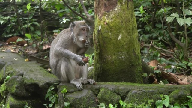 Monkey is eating the batata in the jungle of Bali, Indonesia.