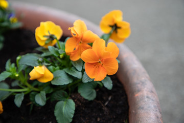 yellow flower in pot
